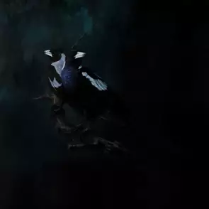 Two magpies in dark moody environment