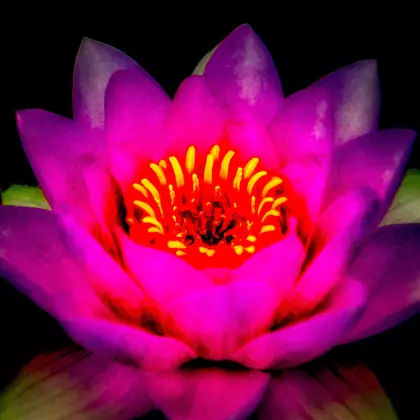 Sacred Lotus Ed. 1 of 25 by Wayne Budge, Photograph