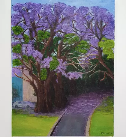 Large Jacaranda trees in full bloom provide shade and a canopy of purple and lavender over the car park and walkway. A carpe…