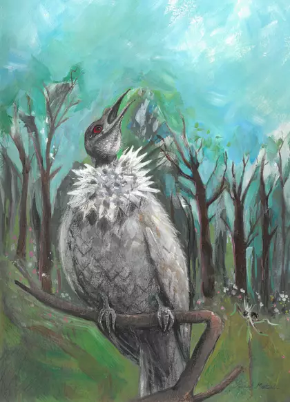 A large Noisy Friarbird with a red eye and a spiky looking, feathered ruff around it's neck, sitting on a branch singing wit…