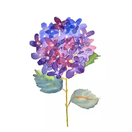 abstract watercolour hydrangeas
