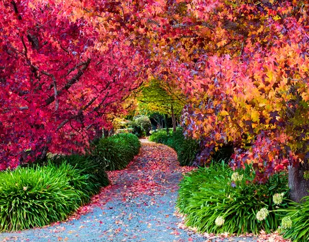 Autumn Spendor Ed. 2 of 50 by Wayne Pearson