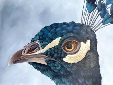 Blue Peacock head on subtle grey background — detail