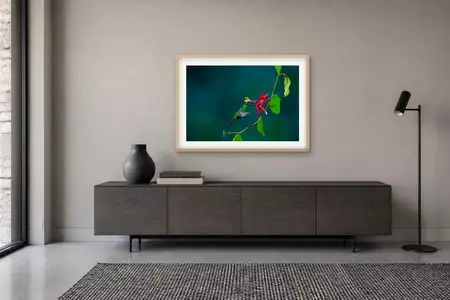 A green hummingbird hovers with blurred wings to feed at a red passionflower on a climbing vine against a dark teal backgrou…