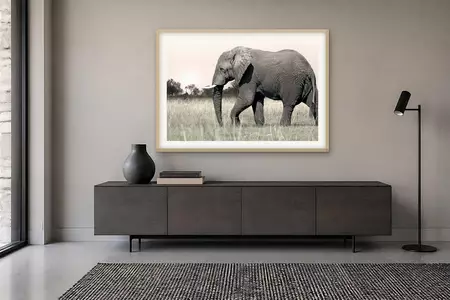 An African elephant walks across pale golden savannah grass beneath a soft warm sky, low trees on the horizon, Botswana. Lim…