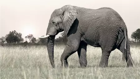 An African elephant walks across pale golden savannah grass beneath a soft warm sky, low trees on the horizon, Botswana. Lim…