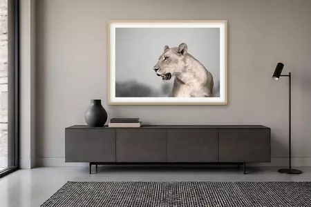 Close portrait of a lioness with her head raised and ears forward, gazing into the distance against a soft pale background, …