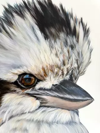 Australian Kookaburra portrait — artist's signature