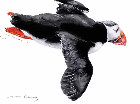 A striking puffin sweeps through the air.