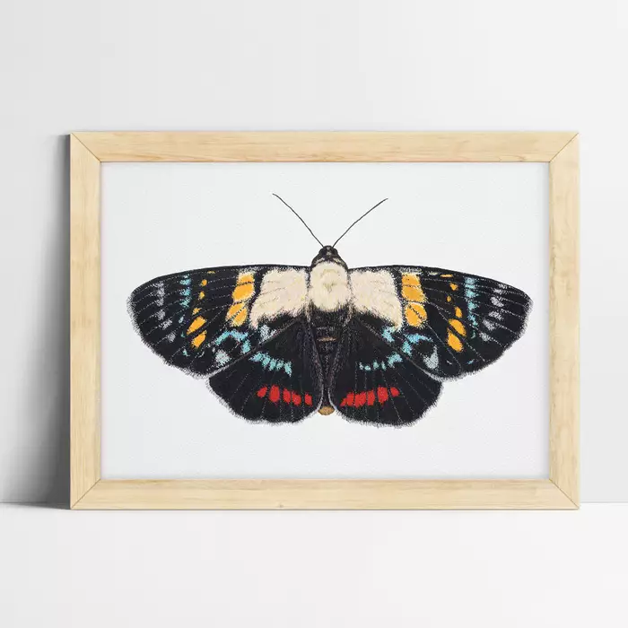 Josephs Coat Moth by Emily Brightly