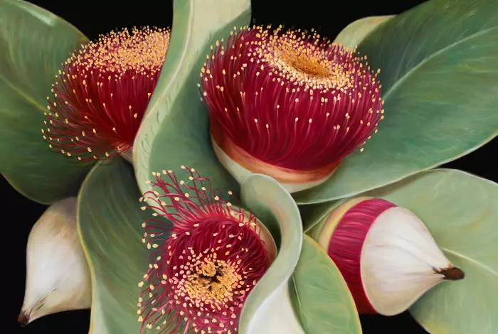 Gum Flower - Ltd edition print on fine art paper Ed. 3 of 10 by Natasha ...