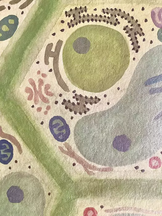 Plant Cells by Jean M