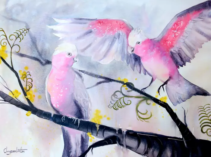 Pink Galahs bring life to the Bush by Chrysovalantou Mavroudis